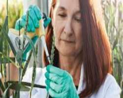 It also has a collection of Canadian Plant viruses. It includes some freeze-dried viruses, plant viruses, and alive in perennial plants. It also has o